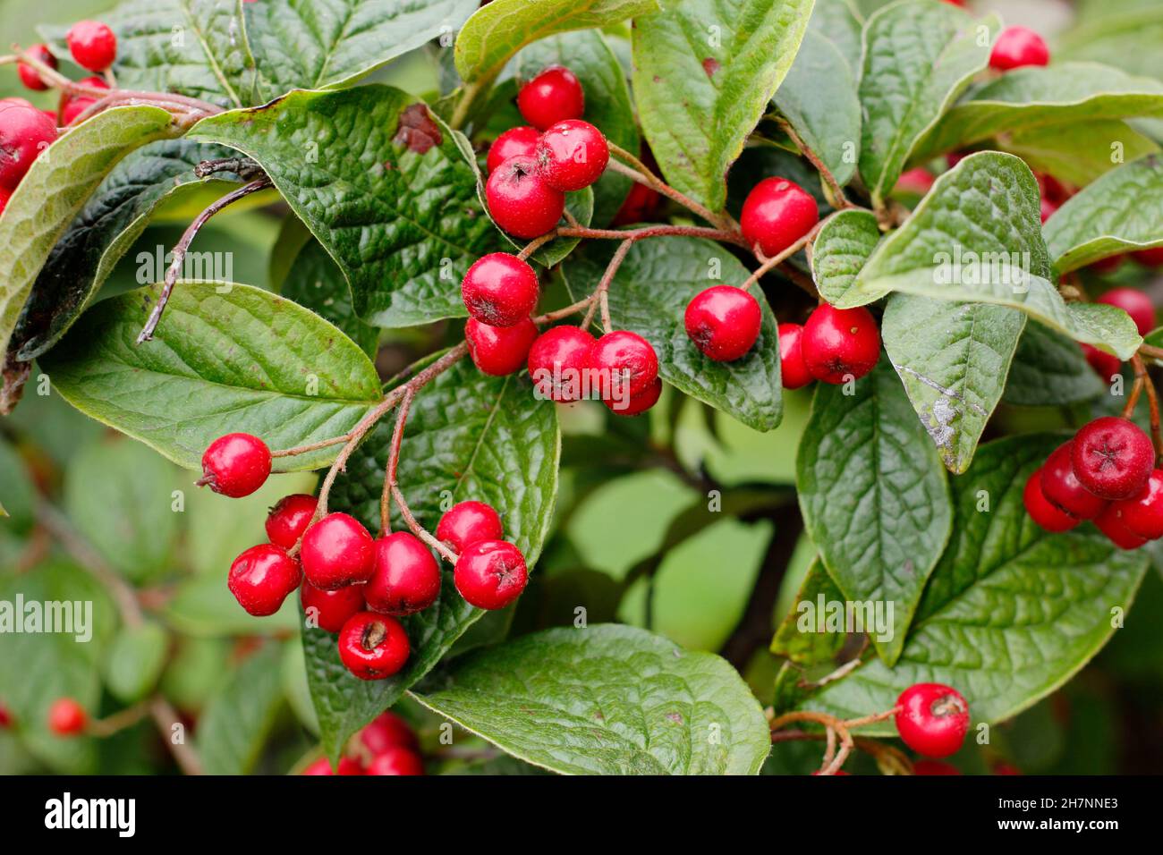 Cotoneaster Bullatus. Il cotoneaster di Hollyberry presenta in autunno le tipiche bacche rosse lucide. REGNO UNITO Foto Stock