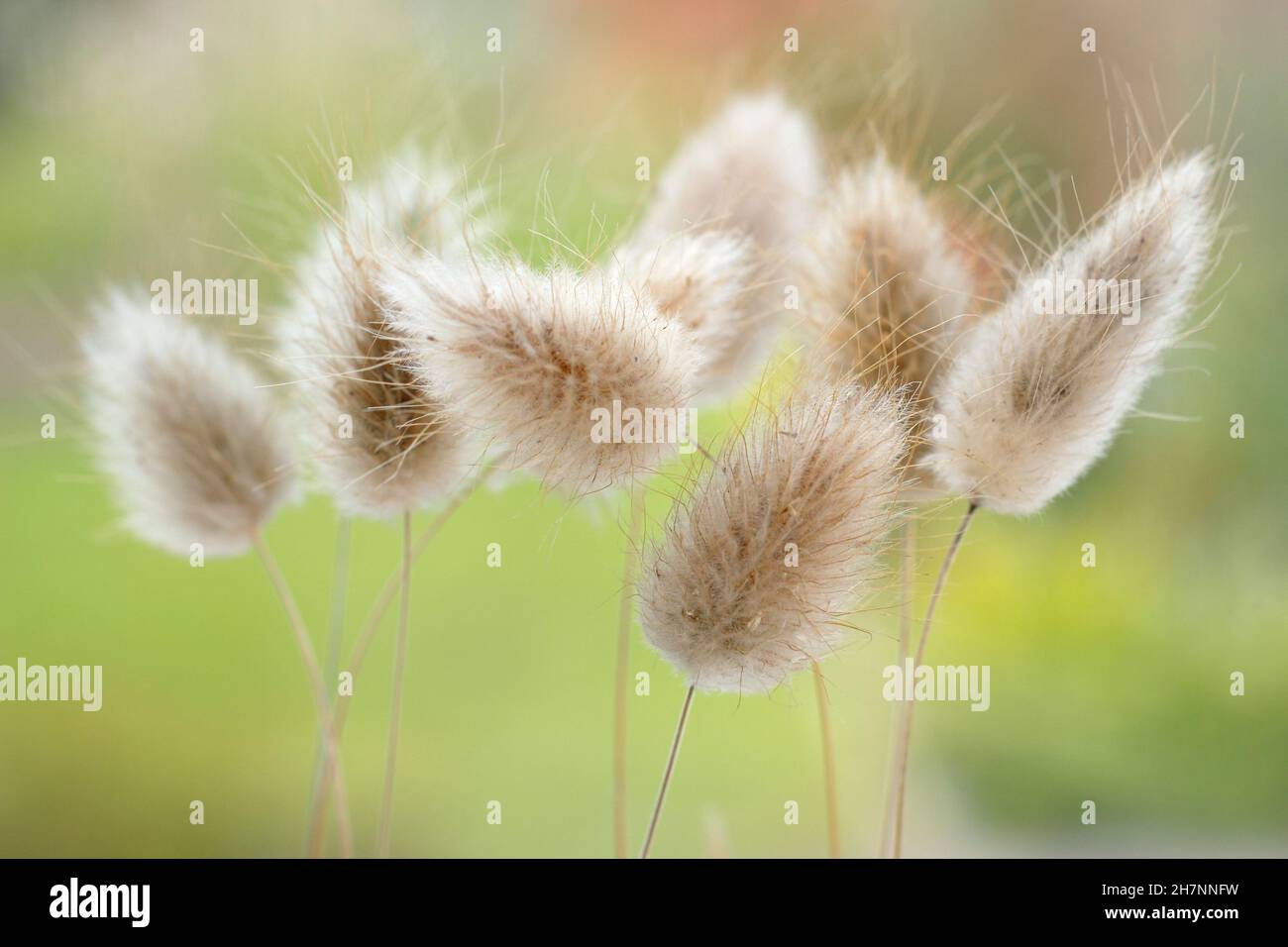 Lagurus ovatus. Ciuffi decorativi secchi di erba di coda di Bunny. Chiamato anche erba di coda di Hare Foto Stock