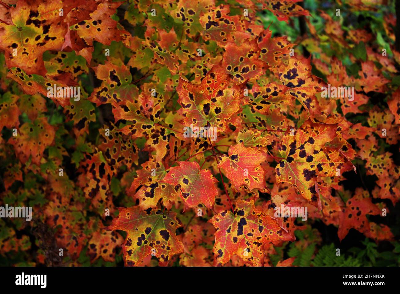 Foglie d'acero autunnali con punto di catrame (Waterfowl Park, Sackville, NB). Rosso brillante, arancione e giallo, foglie colorate sullo sfondo, autunno accogliente Foto Stock