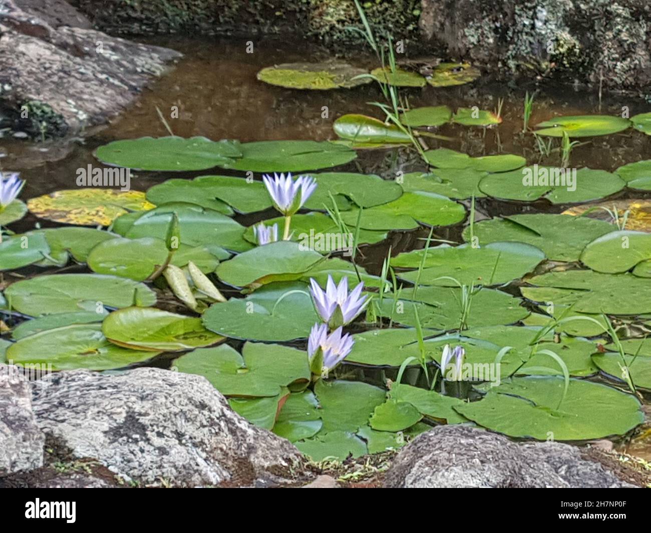 Alcuni fiori di loto in un lago ( Nelumbo nucifera ) fanno parte della famiglia delle Nelumbonaceae ( Proteales ) Foto Stock