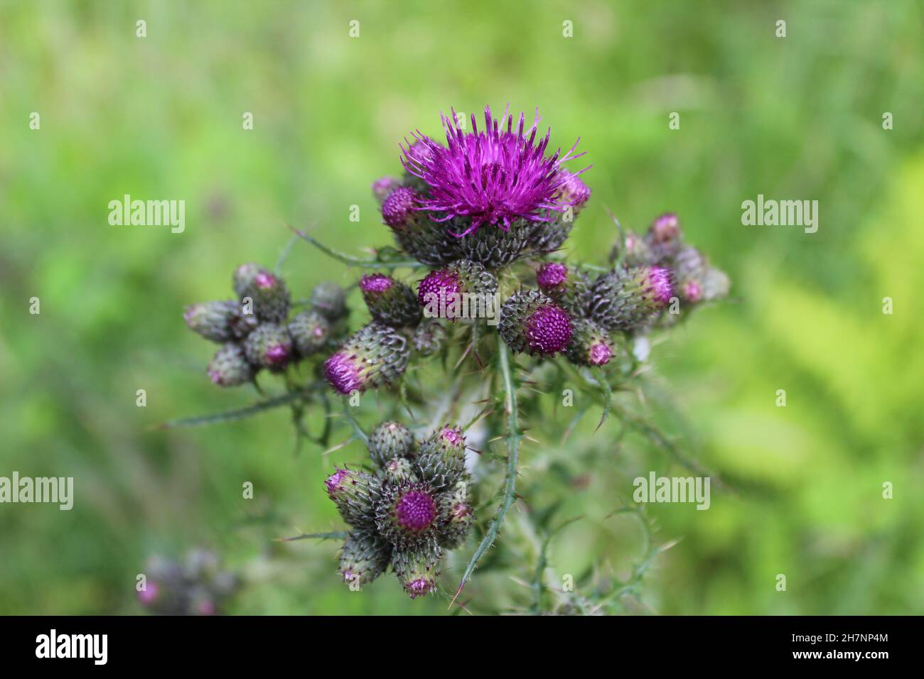 Cardo scozzese viola aperto (Cirsium vulgare) su sfondo verde. (Scozia, Regno Unito) Foto Stock
