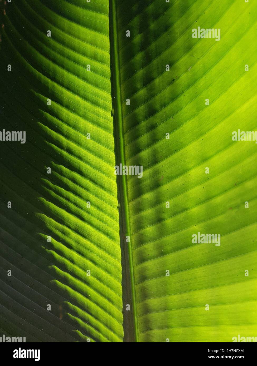 Foglie di palma illuminate al sole, sfondi e texture. Foto Stock
