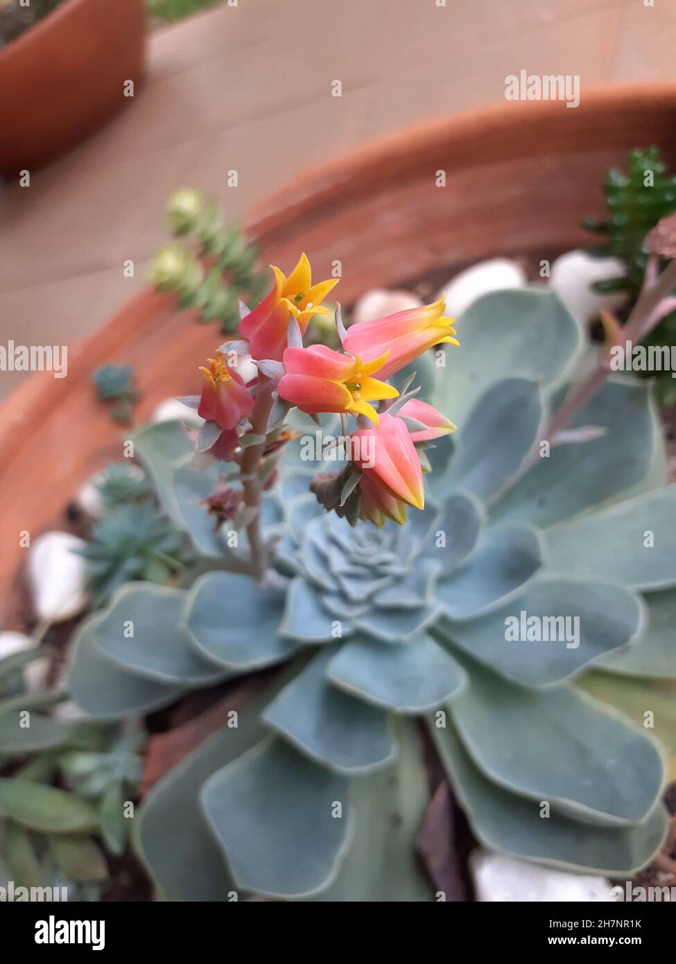 Succulenta la Echeveria elegans, fiore da primo piano, noto come rosa alabastro, è una pianta originaria di Hidalgo, uno stato nel Messico centrale. Foto Stock
