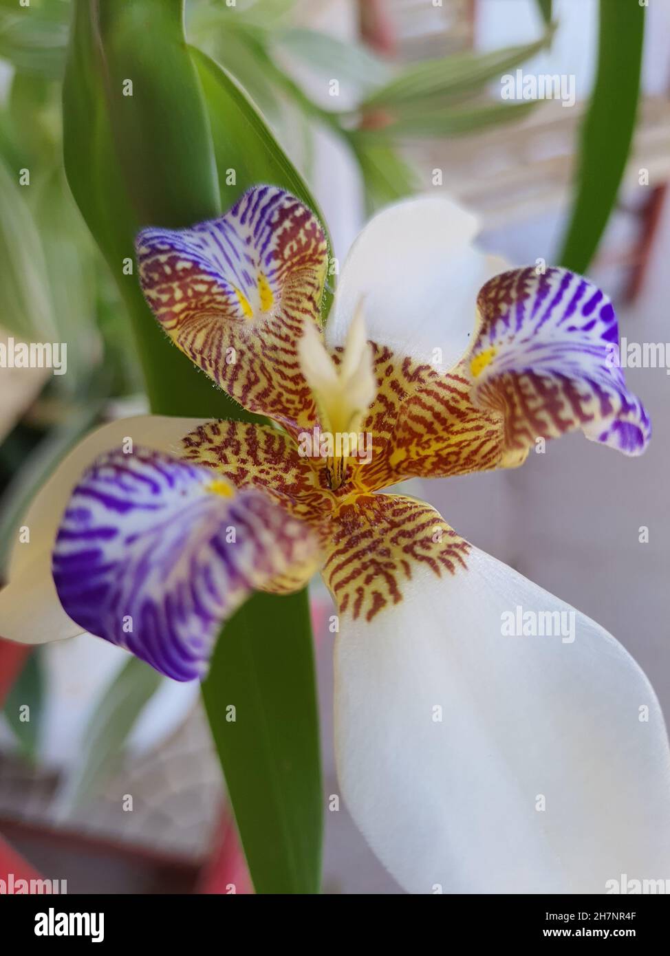 L'iride che cammina (Neomarica northiana), vicino, anche conosciuto come bandiera falsa del nord, è una pianta di fioritura, originaria del Brasile. Foto Stock