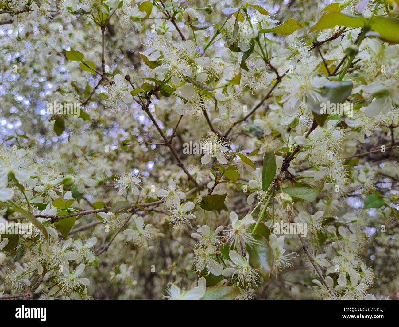 Albero con fiore di ciliegio Surinamese o Pitanga in un giardino, (Myrtaceae da Suriname) è un albero nativo della Foresta Atlantica Brasiliana. Foto Stock