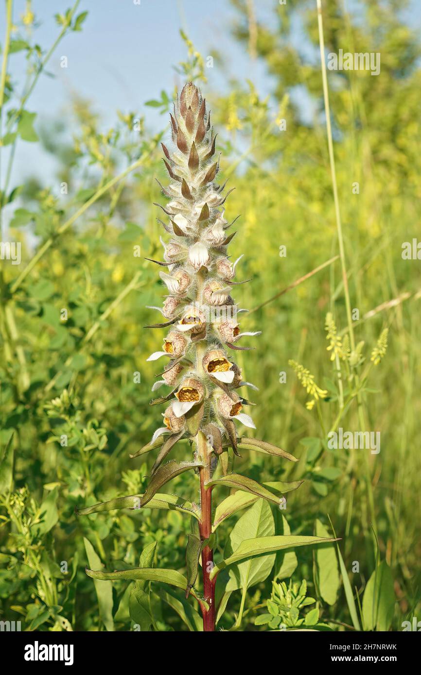 Primo piano verticale su un guanto di volpe in lana o in Grecia, Digitalis lanata Foto Stock