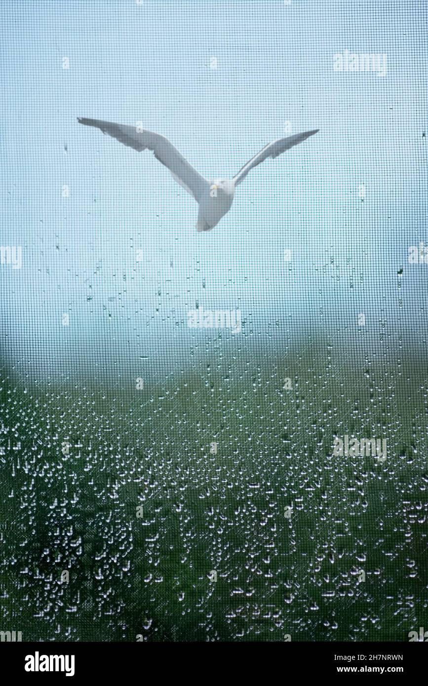 Vista attraverso una finestra con zanzariera con ruscelli il volo di un gabbiano Foto Stock