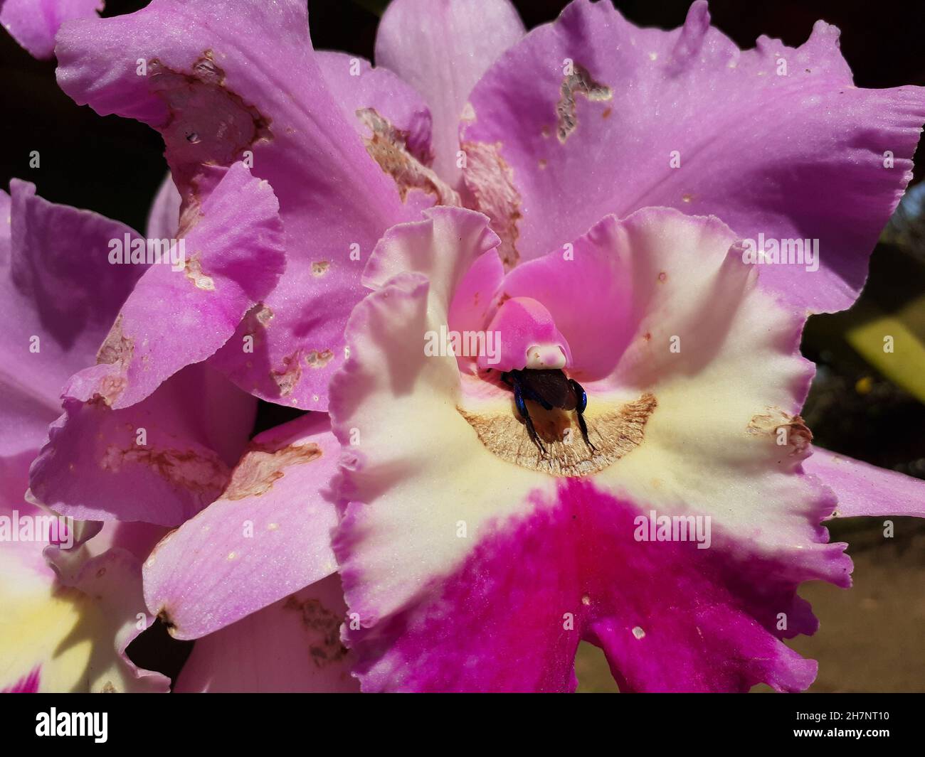 Vista di un bouquet di Cattleya labiata o orchidea, o regina del nord-est, con un insetto all'interno del fiore. Foto Stock