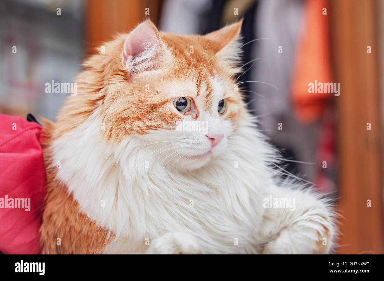 Adulto gorgeous gatto rosso e bianco nel pensiero a casa Foto Stock