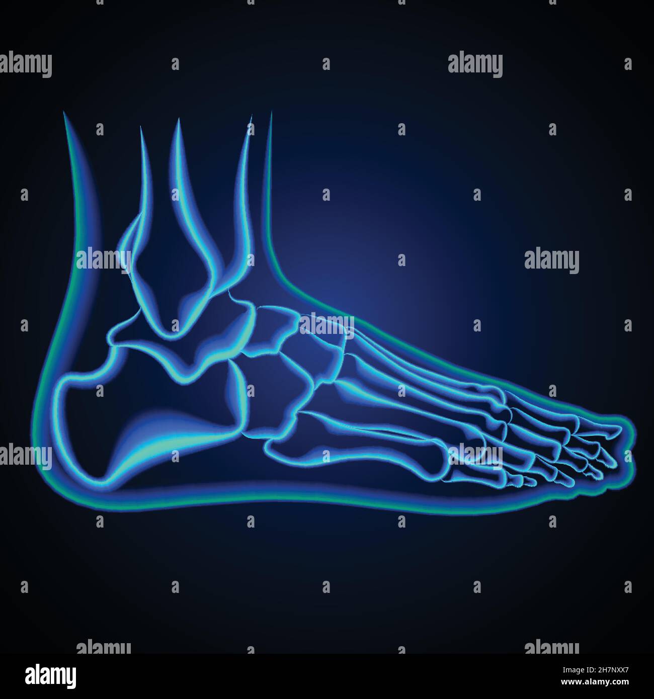 Anatomia del piede. Radiografia della caviglia. Illustrazione vettoriale Illustrazione Vettoriale