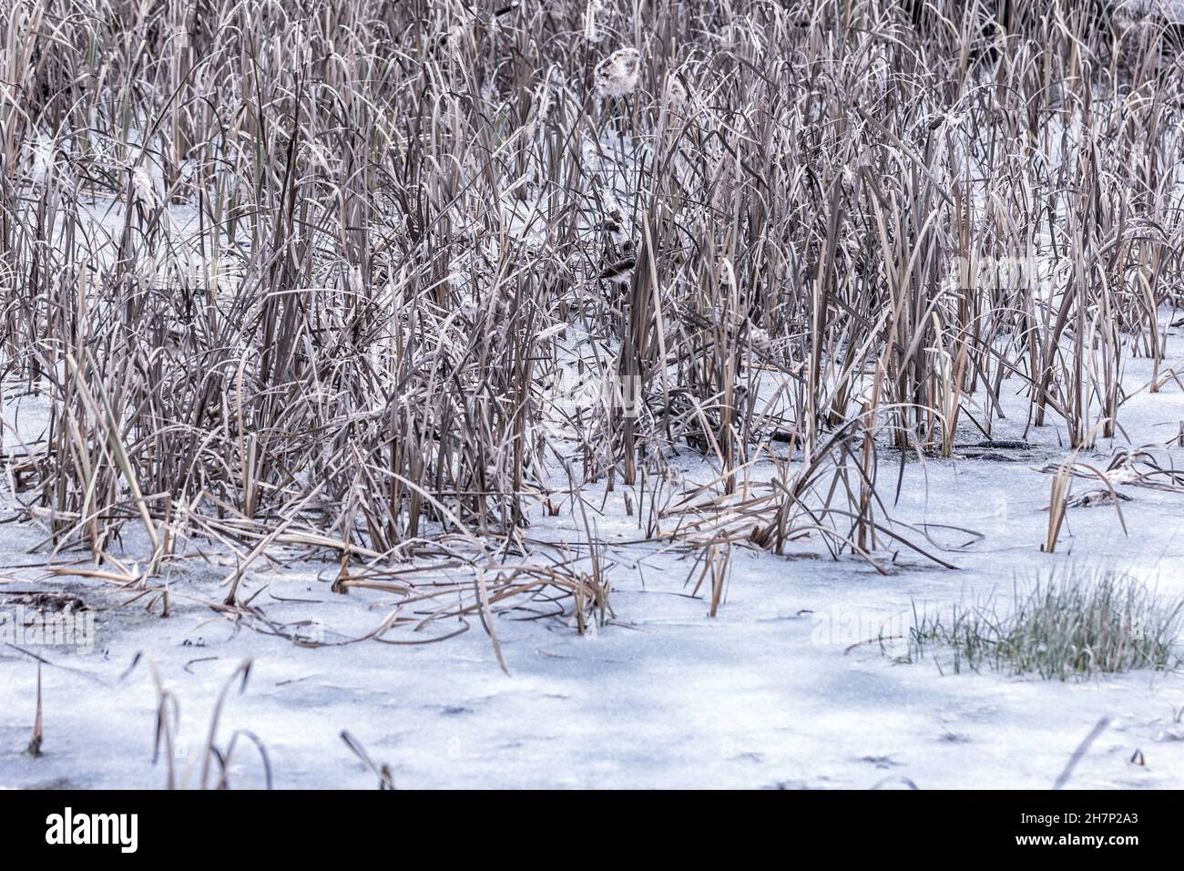 Vera erba di palude secca e graziosa in ghiaccio il giorno d'inverno Foto Stock