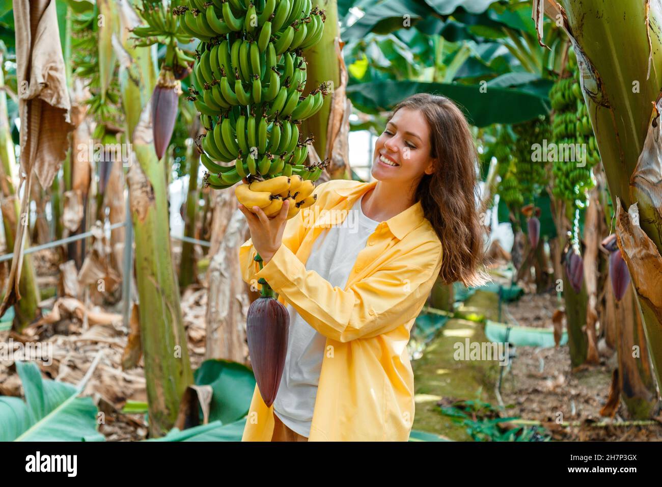 Felice sorridente donna agricoltore pluck mature banane gialle da mazzo. Raccolta di frutti di banana su palme giovani con fiore contro piantagione, tropicale Foto Stock