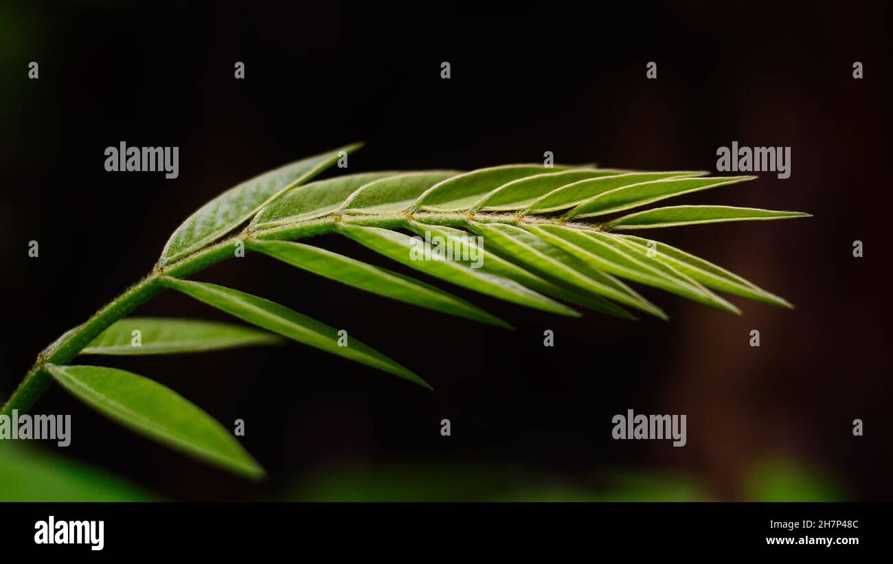 foliage verde brillante foglia su sfondo scuro, preso in profondità di campo poco profonda con spazio copia, carta da parati astratto Foto Stock