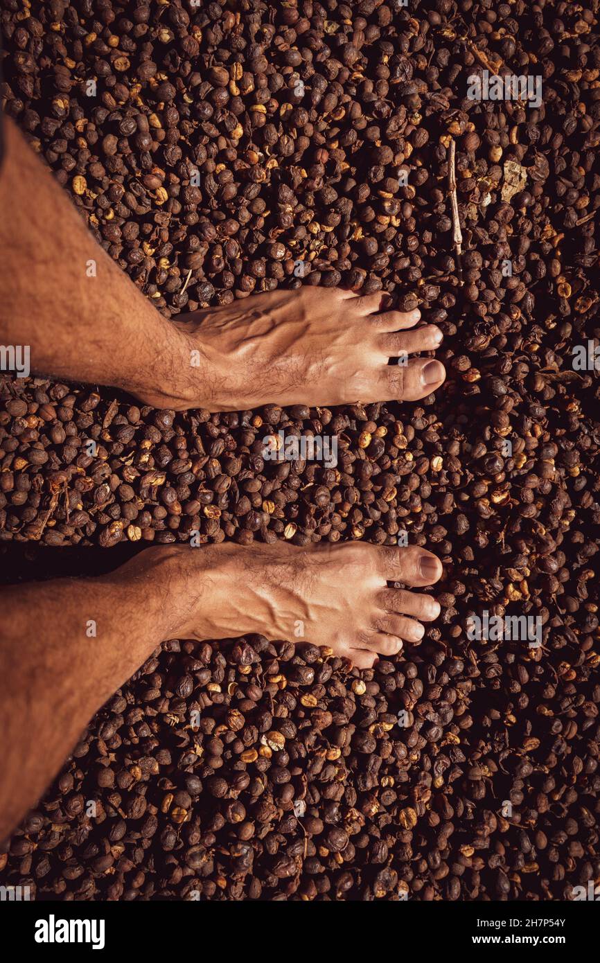 Piede maschio su seme di caffè secco, immagine di fattoria di concetto Foto Stock