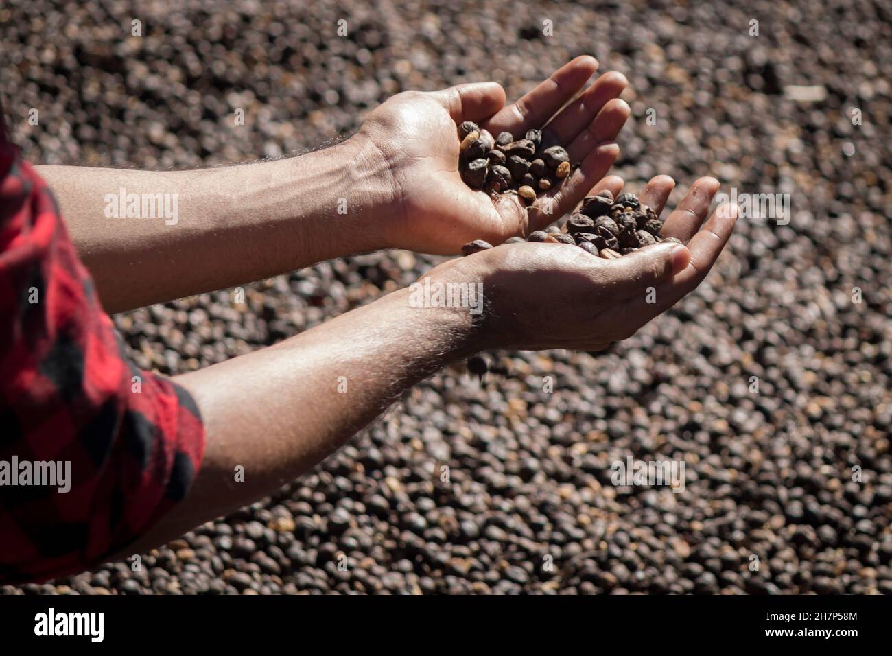 Coltivatore che tiene fagioli di caffè secchi in una fattoria, fagiolo di caffè torrefatto sullo sfondo Foto Stock