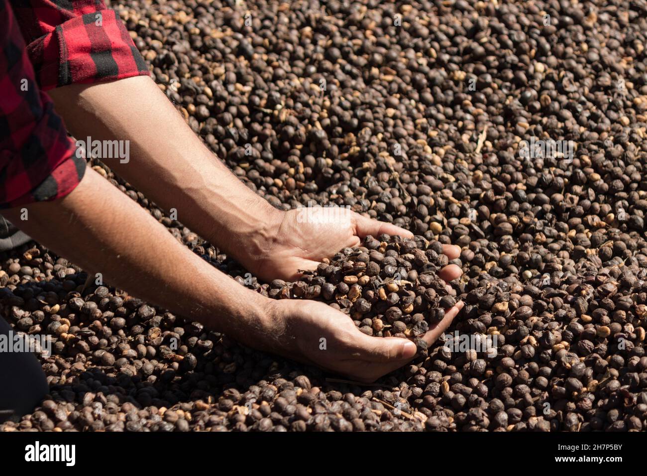 Coltivatore che tiene fagioli di caffè secchi in una fattoria, fagiolo di caffè torrefatto sullo sfondo Foto Stock