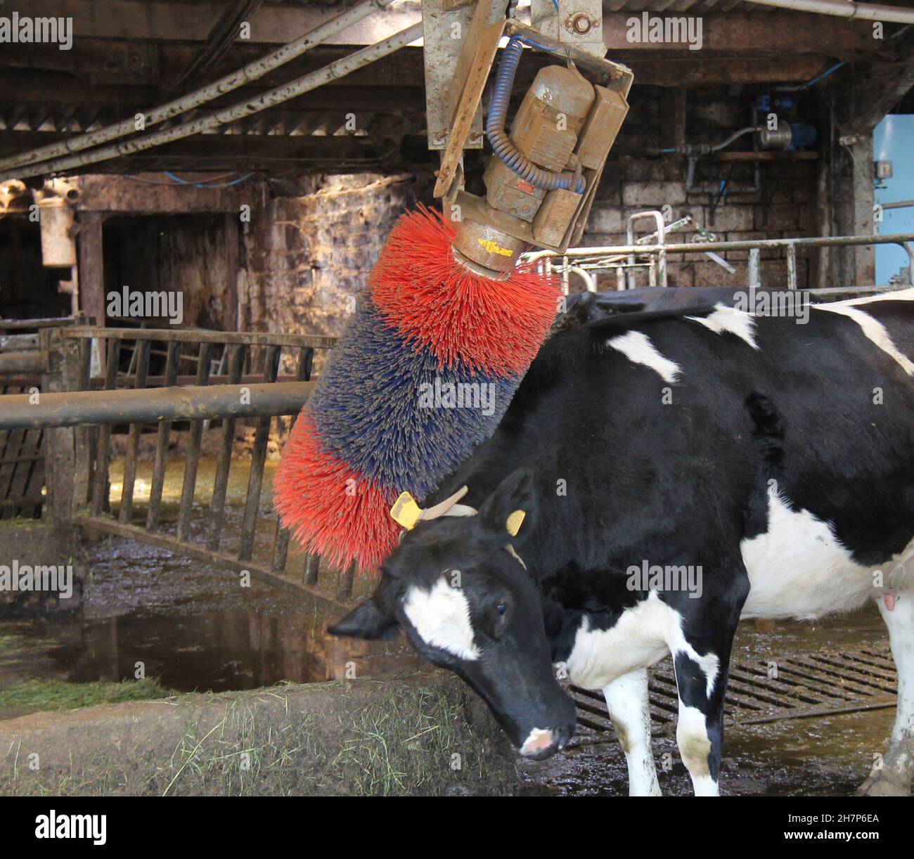 Una mucca di fattoria casearia che usa un cratcher posteriore motorizzato. Foto Stock