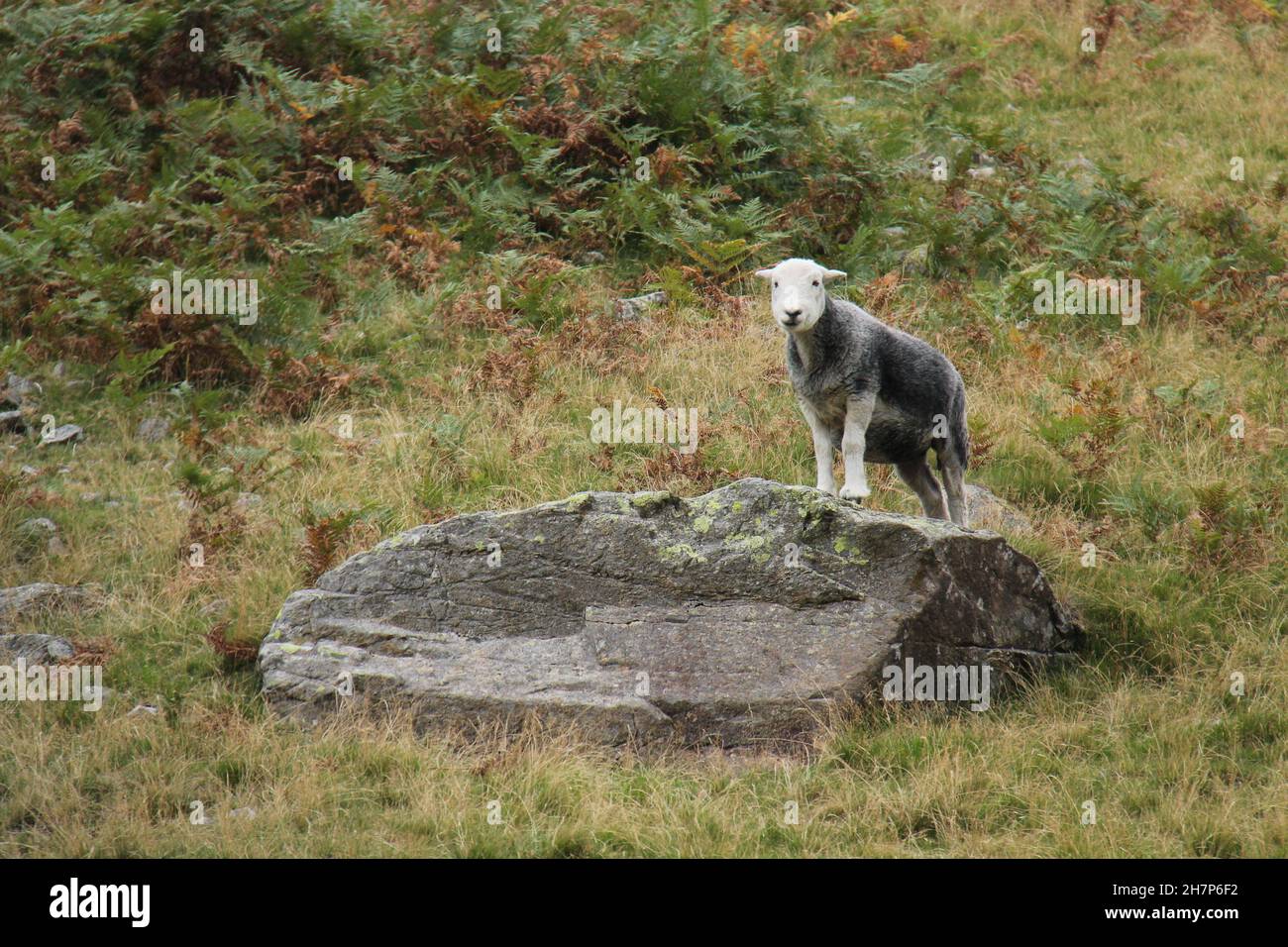 Una pecora di montagna fattoria in piedi su una roccia Hillside. Foto Stock