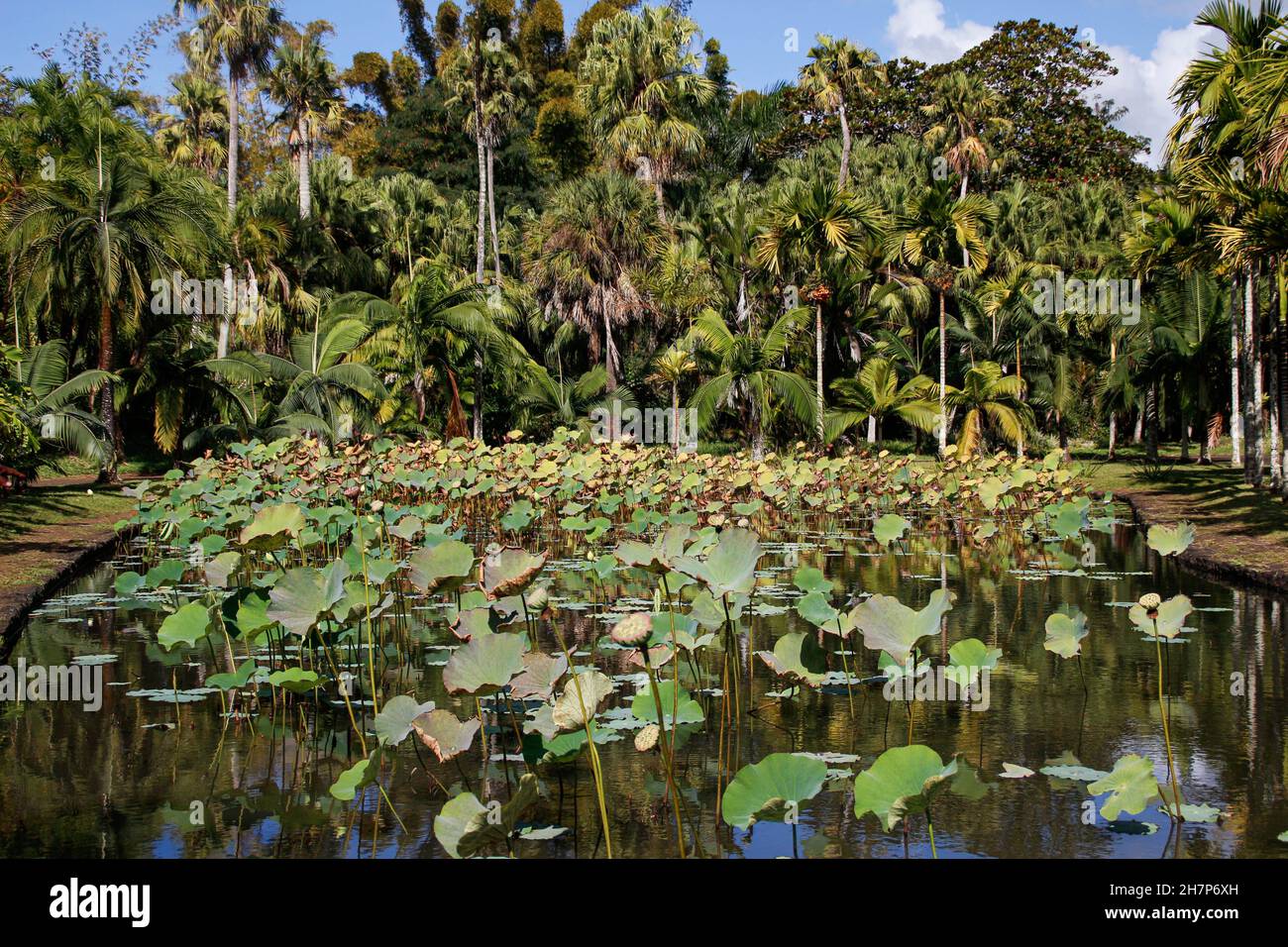 Stagno con piante di fiori di loto al Sir Seewoosagur Ramboolam giardino botanico, Mauritius, Pamplemousse, Oceano Indiano Foto Stock