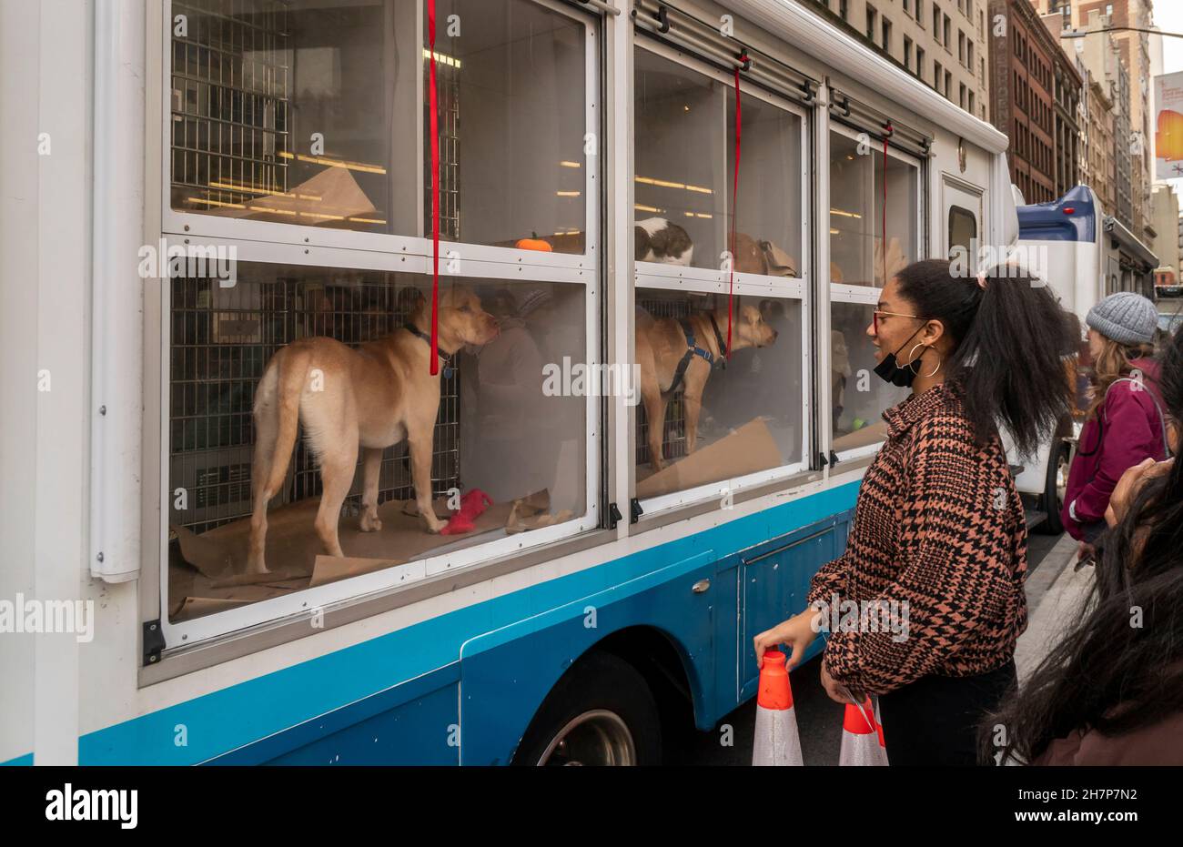 Gli amanti degli animali al di fuori di un furgone per l'adozione degli animali domestici a Madison Square a New York sabato 20 novembre 2021. (© Richard B. Levine) Foto Stock