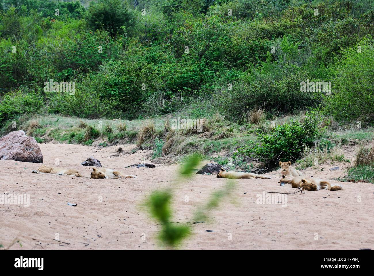 Leone africano nel suo habitat naturale nella macchia rilassante in un letto di fiume sabbioso Foto Stock