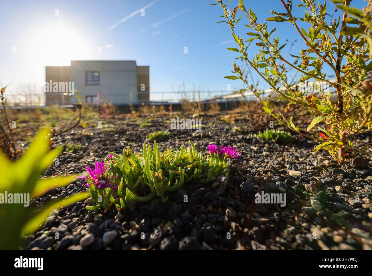 Bochum, Renania settentrionale-Vestfalia, Germania - tetto piano con tetto verde. Ampio tetto verde con piante a bassa crescita come muschi, succulenti, lui Foto Stock