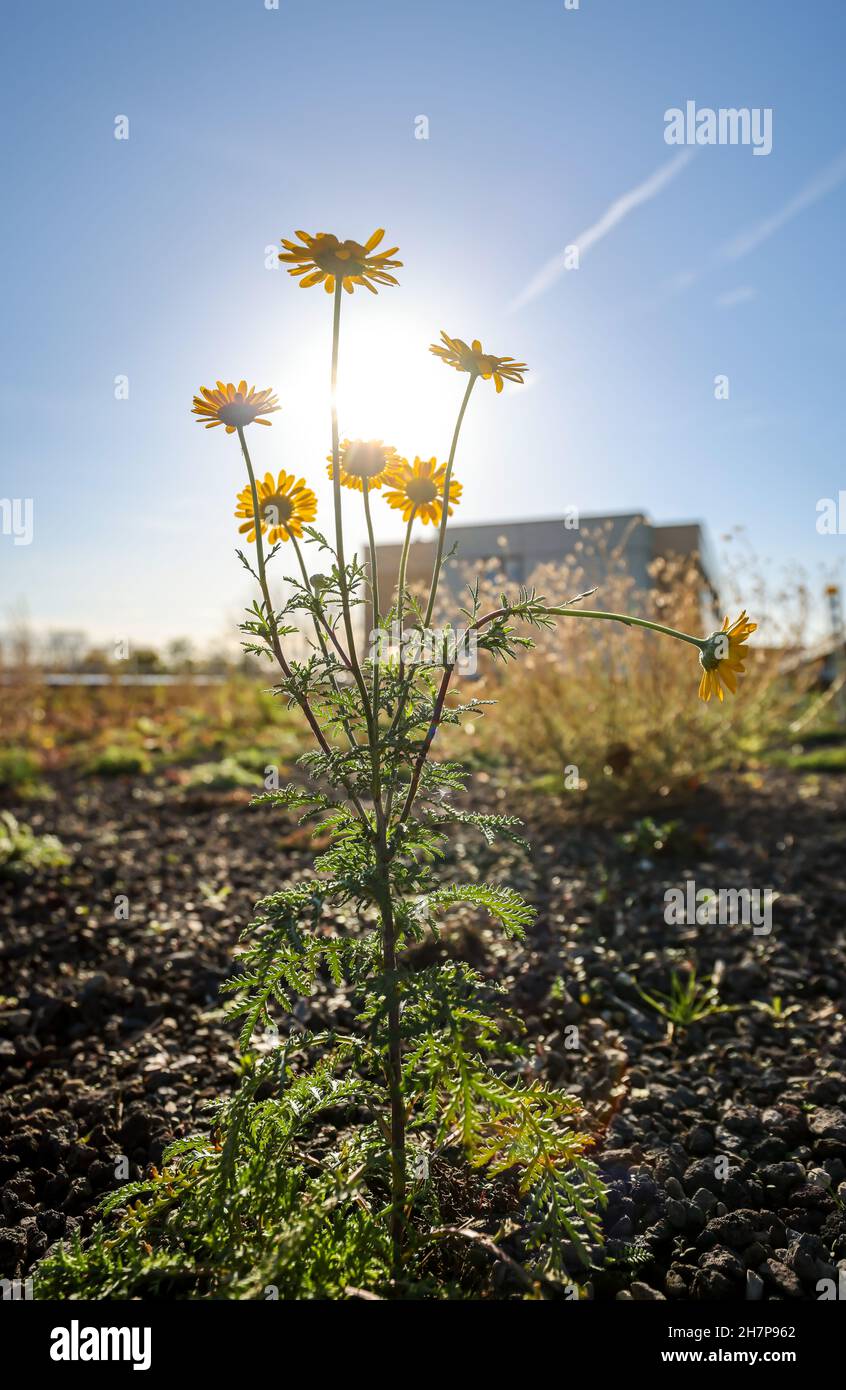 Bochum, Renania settentrionale-Vestfalia, Germania - tetto piano con tetto verde. Ampio tetto verde con piante a bassa crescita come muschi, succulenti, lui Foto Stock