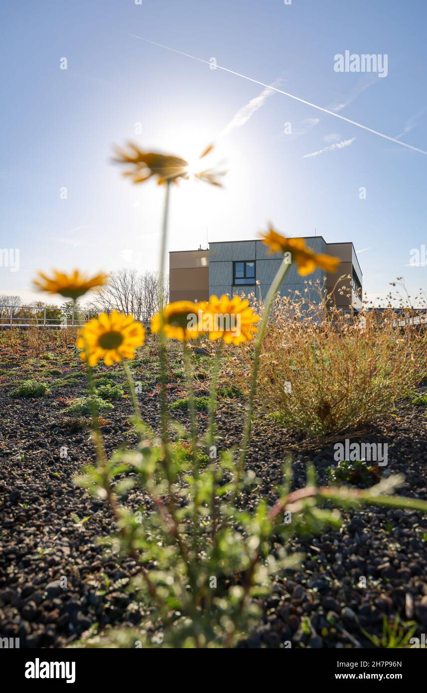 Bochum, Renania settentrionale-Vestfalia, Germania - tetto piano con tetto verde. Ampio tetto verde con piante a bassa crescita come muschi, succulenti, lui Foto Stock