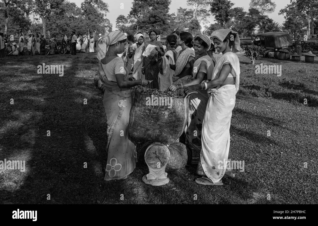 Le donne che pesano il loro raccolto a fine giornata di lavoro sulla piantagione vicino a Jorhat, Assam, India. Foto Stock