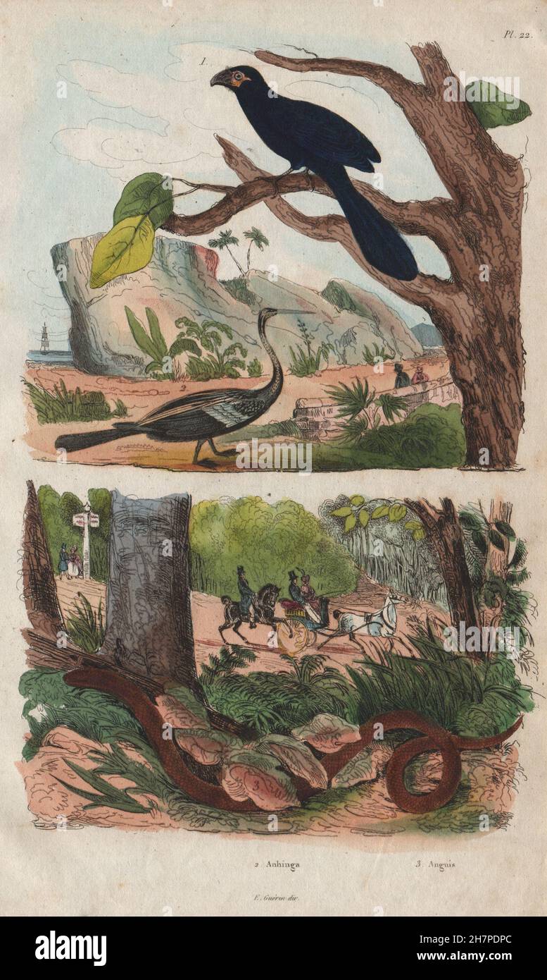 Animali: Anhinga (Snakebird). Anguis (Slow worm), antica stampa 1833 Foto Stock