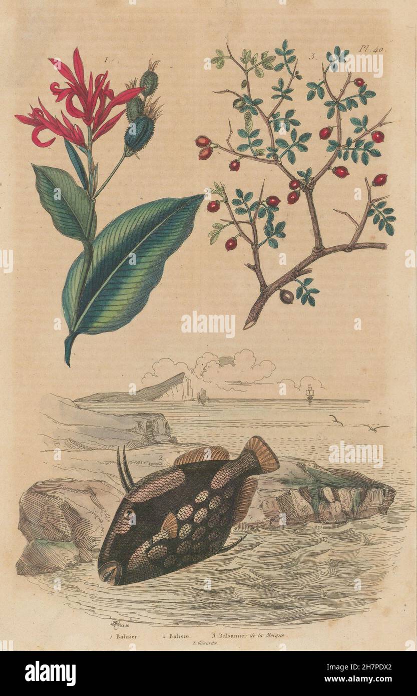 Balisier (Heliconia). La Balista (pagliaccio pesci balestra). Balsamo della Mecca, 1833 Foto Stock