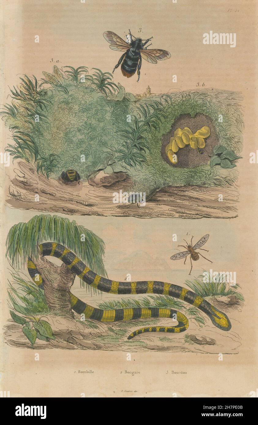 Bombyliidae (Bee vola/fly) Bongare (krait). Bourdon (Bumblebee), stampa 1833 Foto Stock