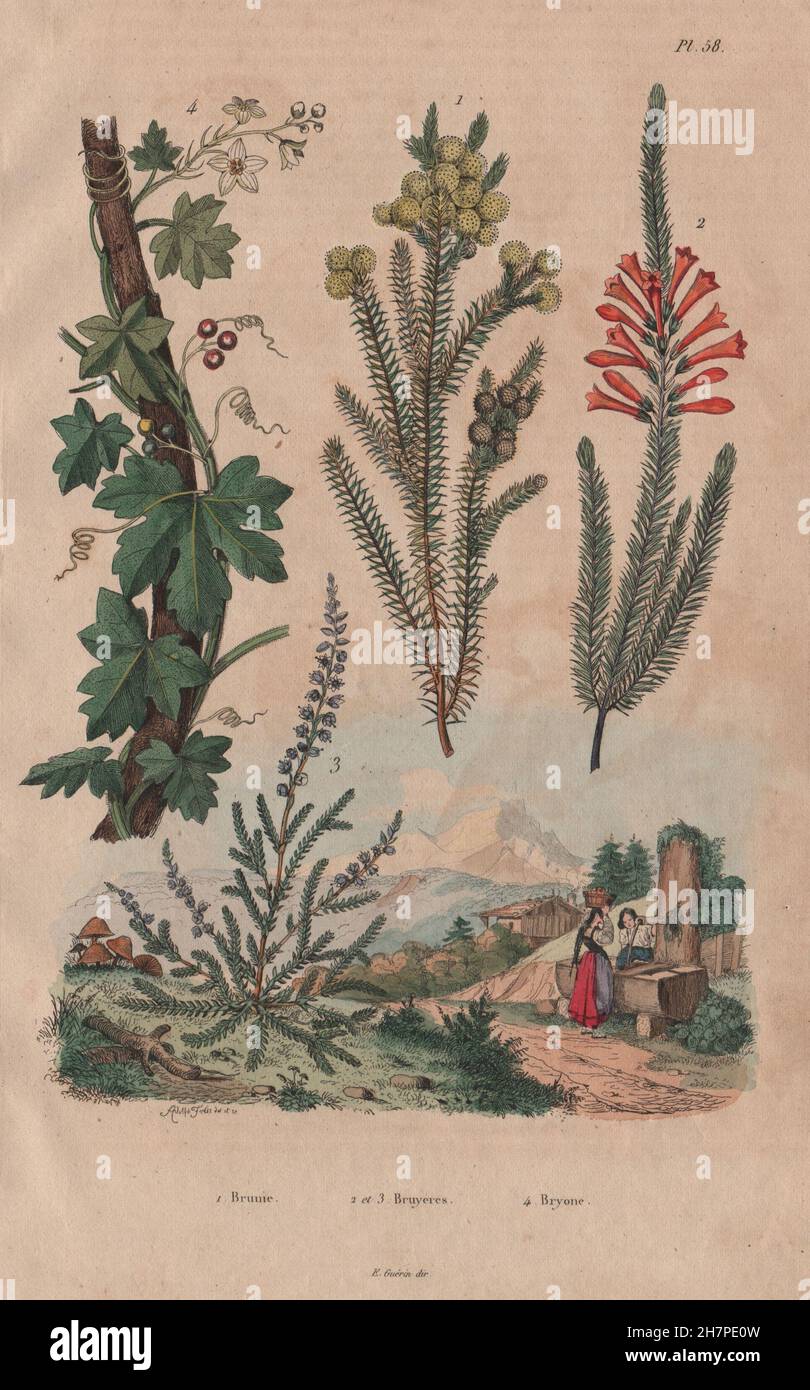 Piante: Brunie. Bruyeres (Erica). Bryonia (Bryony), antica stampa 1833 Foto Stock