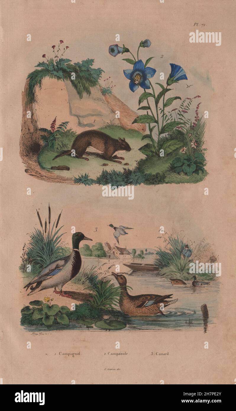 Roditori: Campagnol (Vole). Campanule (Campanula). Canard (Duck), stampa 1833 Foto Stock