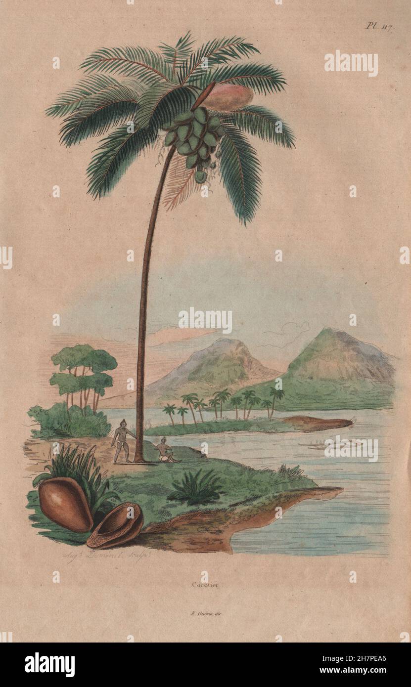 Noci di cocco: Cocotier (albero di cocco). Palm, antica stampa 1833 Foto Stock