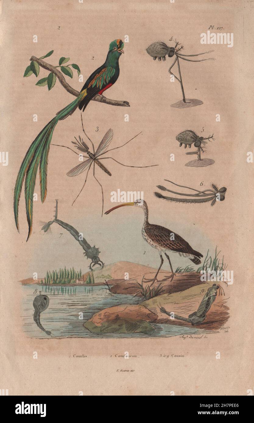 Uccelli: Courlis (Curlew). Quetzal. Cugino Cranefly, antica stampa 1833 Foto Stock