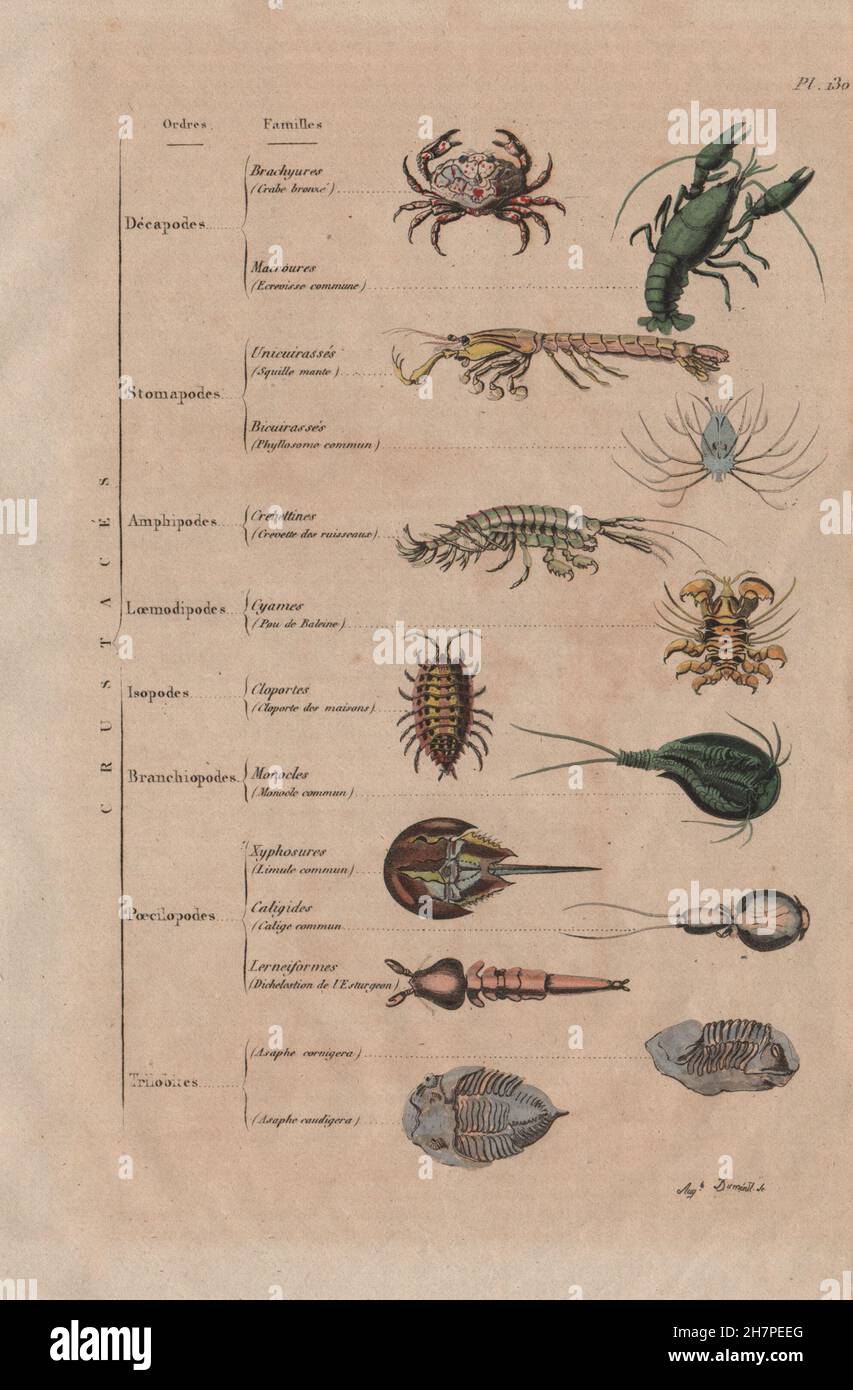 Crostacei: Crustacés (crostacei), antica stampa 1833 Foto Stock