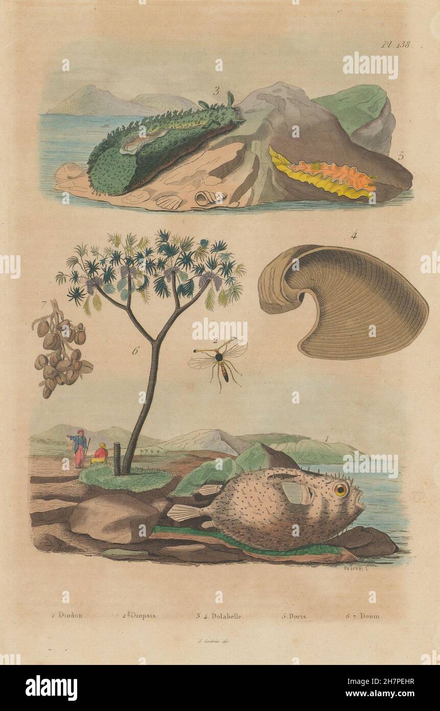 Porcupinefish. Diopsis/ichneumon wasp. Lepre di mare. Doris sea slug. Doum palm, 1833 Foto Stock