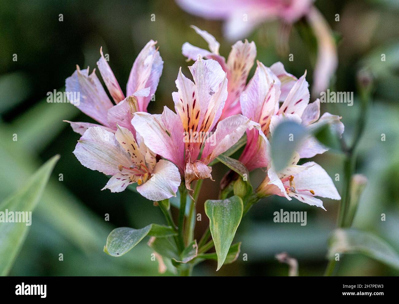 Vino di patate dolci in fiore alla fine di novembre Foto Stock