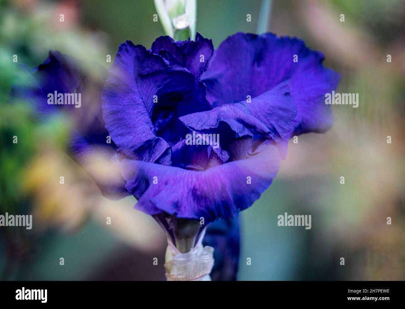 Inverno Iris in fiore nel mese di novembre Foto Stock