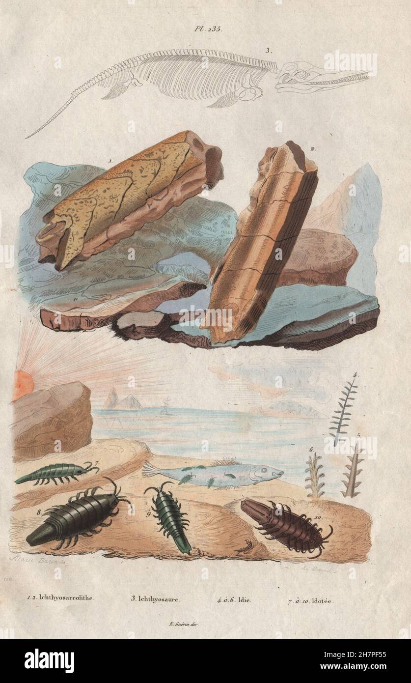 Ichthyosarcolithe. Fossile Ichthyosaur. Idie. Idotea (isopod), antica stampa 1833 Foto Stock