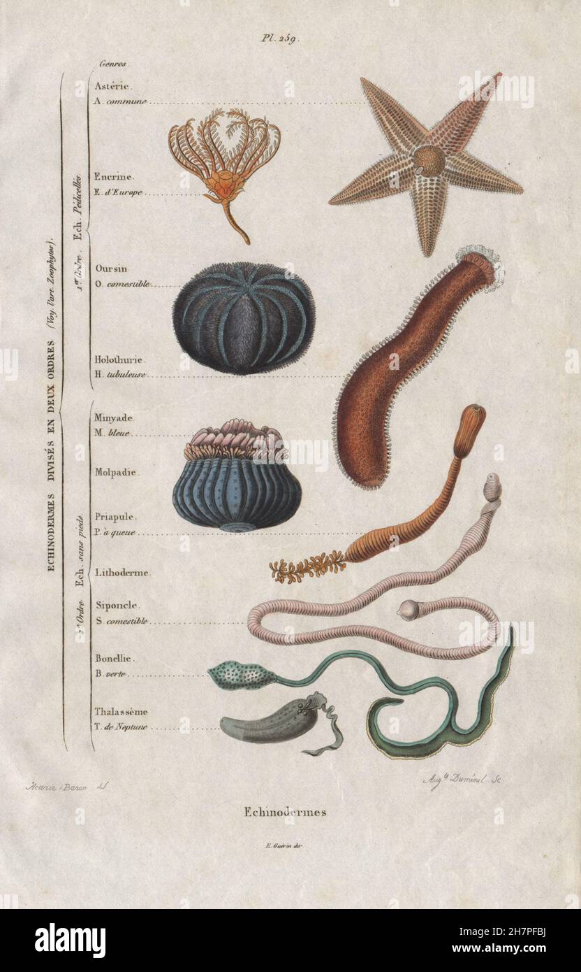 Gli echinodermi: in 2 ordini. La classificazione. Animali marini, antica stampa 1833 Foto Stock