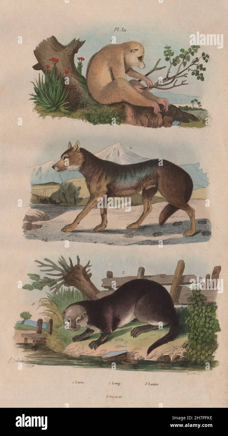 Mammiferi: Loris. Loup (Wolf). Loutre (Otter), antica stampa 1833 Foto Stock