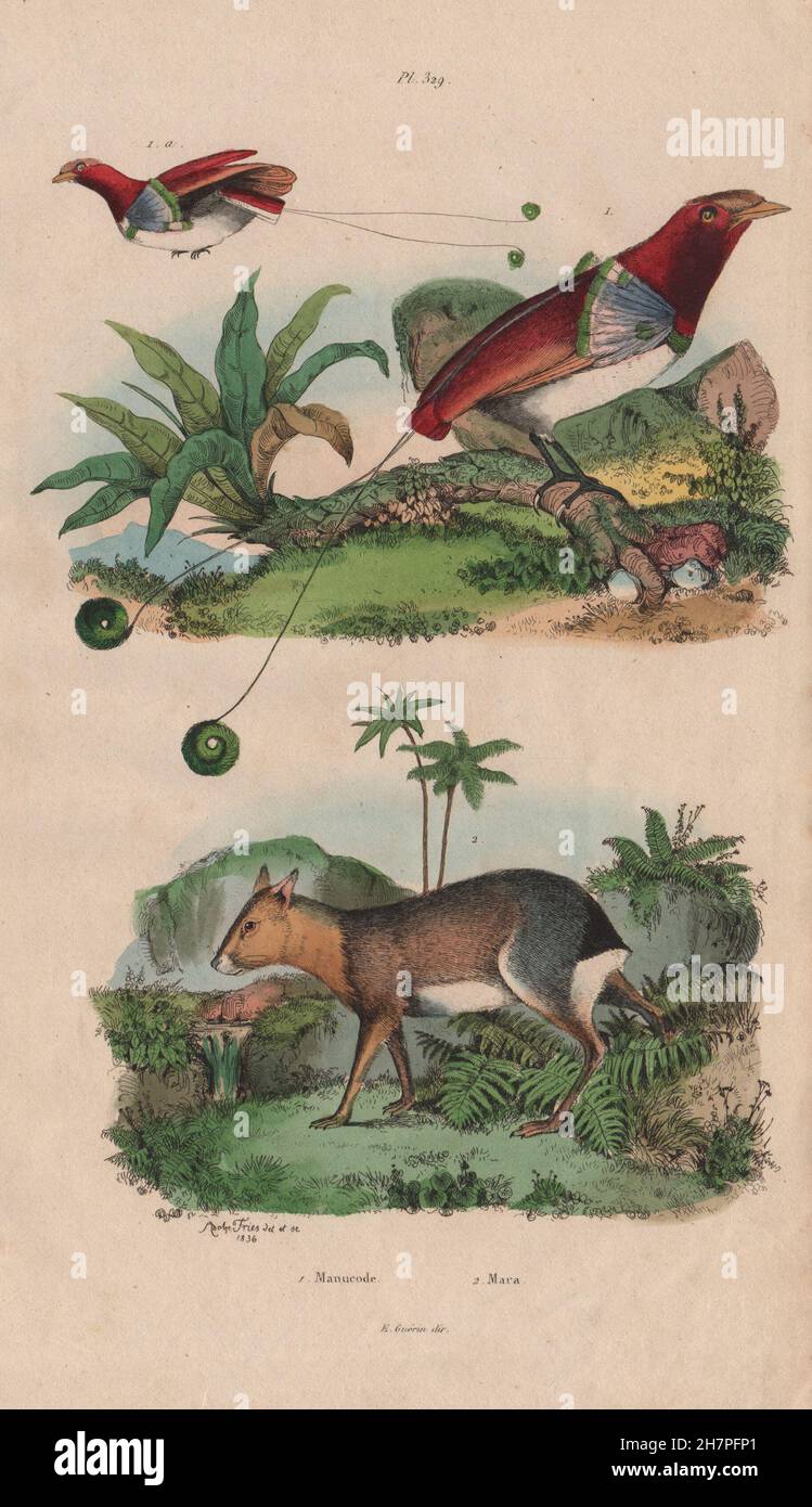 Gli uccelli/roditori: Manucode (Re degli uccelli del paradiso). Mara, antica stampa 1833 Foto Stock