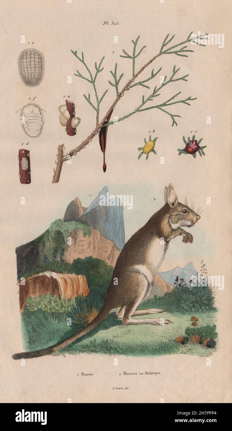 Manne (manna). Mannet ou Helamys (salto lepre), antica stampa 1833 Foto Stock