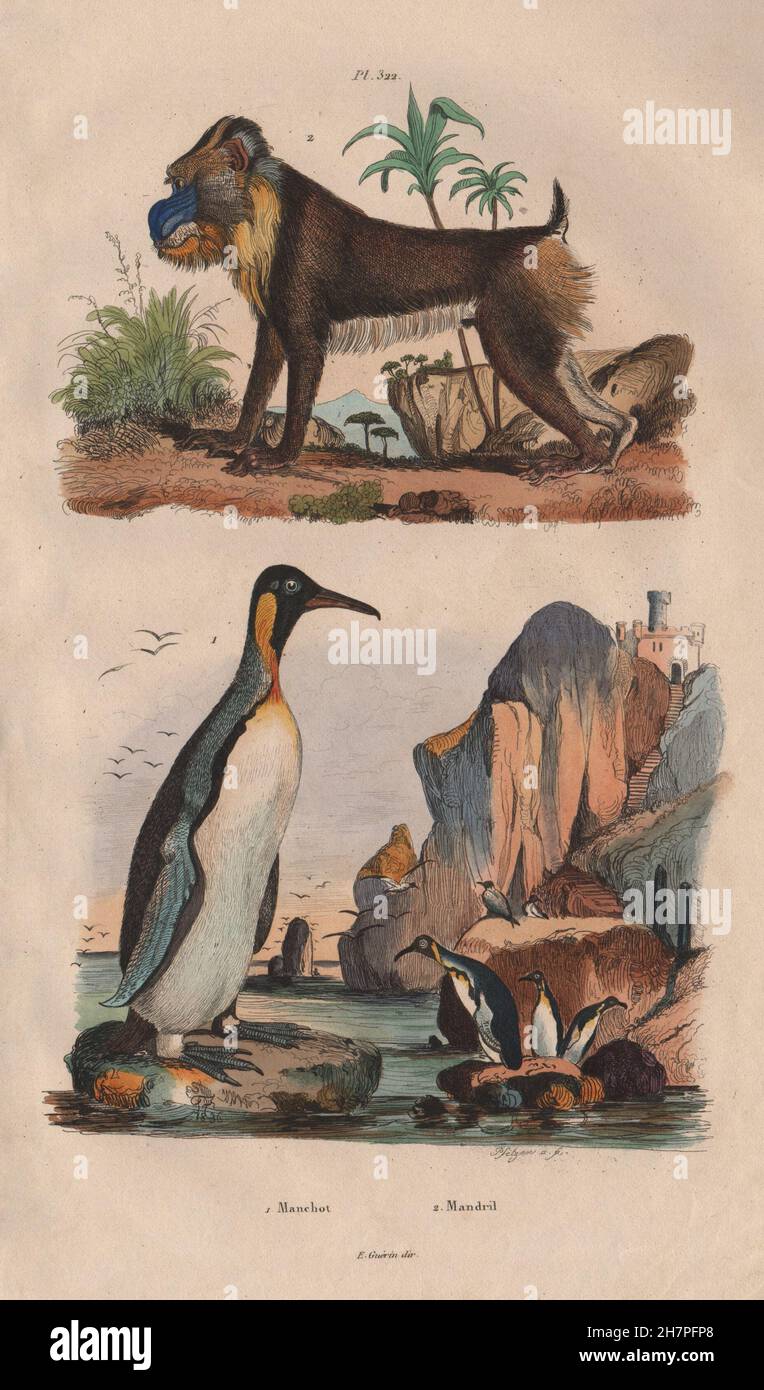 Primati/uccelli: Manchot (Penguin). Mandrill, antica stampa 1833 Foto Stock