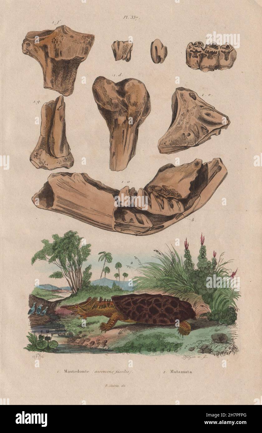 Animali: Mastodon ossa fossili). Matamata tartaruga, antica stampa 1833 Foto Stock