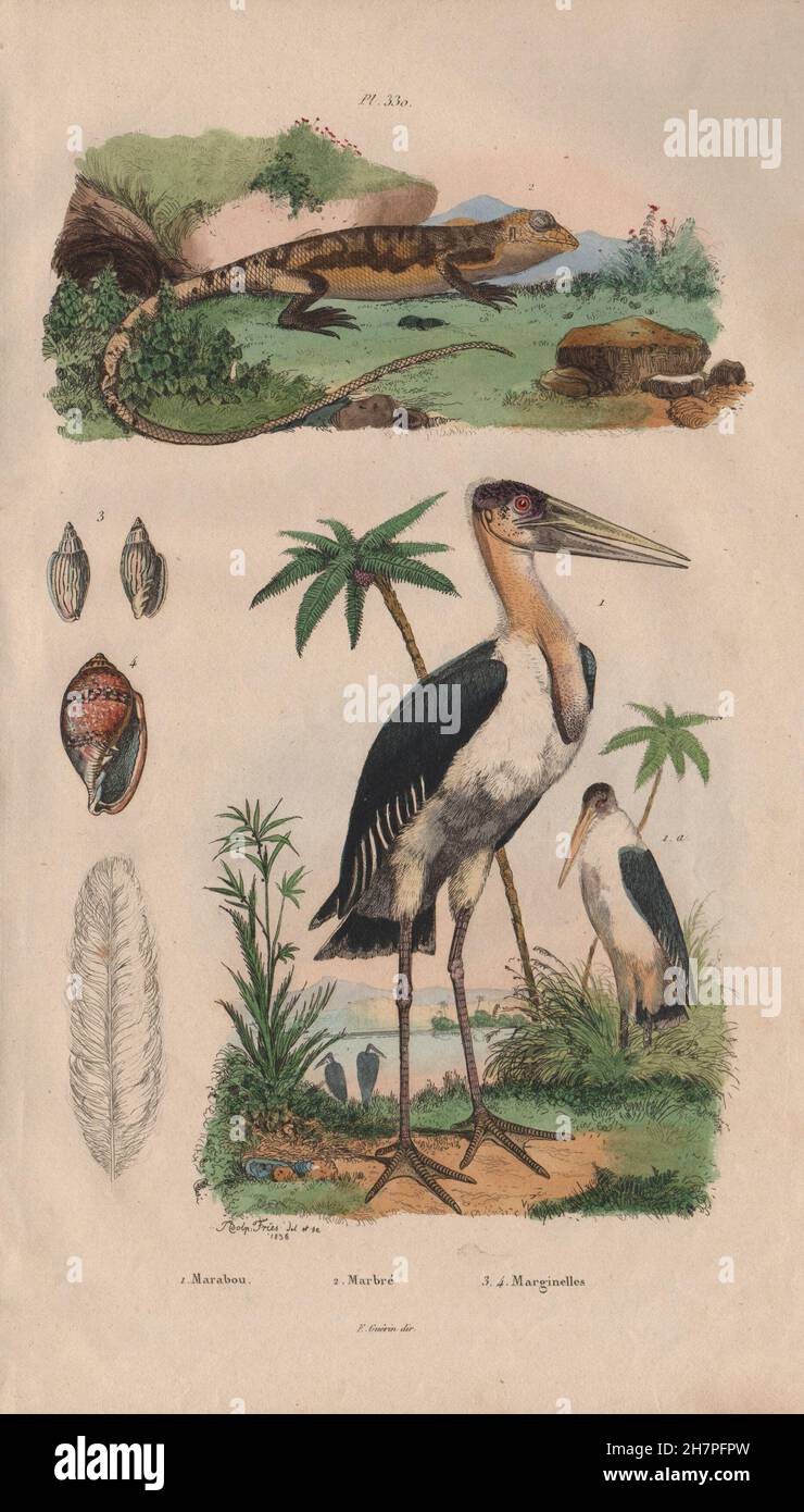 Marabou Stork. Marbré (newt in marmo). Marginella, antica stampa 1833 Foto Stock