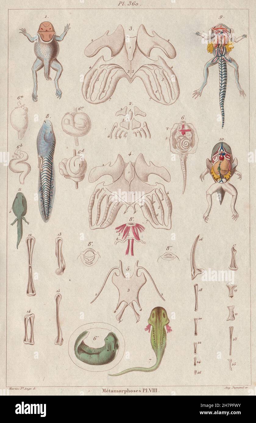 Rane: Métamorphoses. La metamorfosi. Pl. VIII, antica stampa 1833 Foto Stock