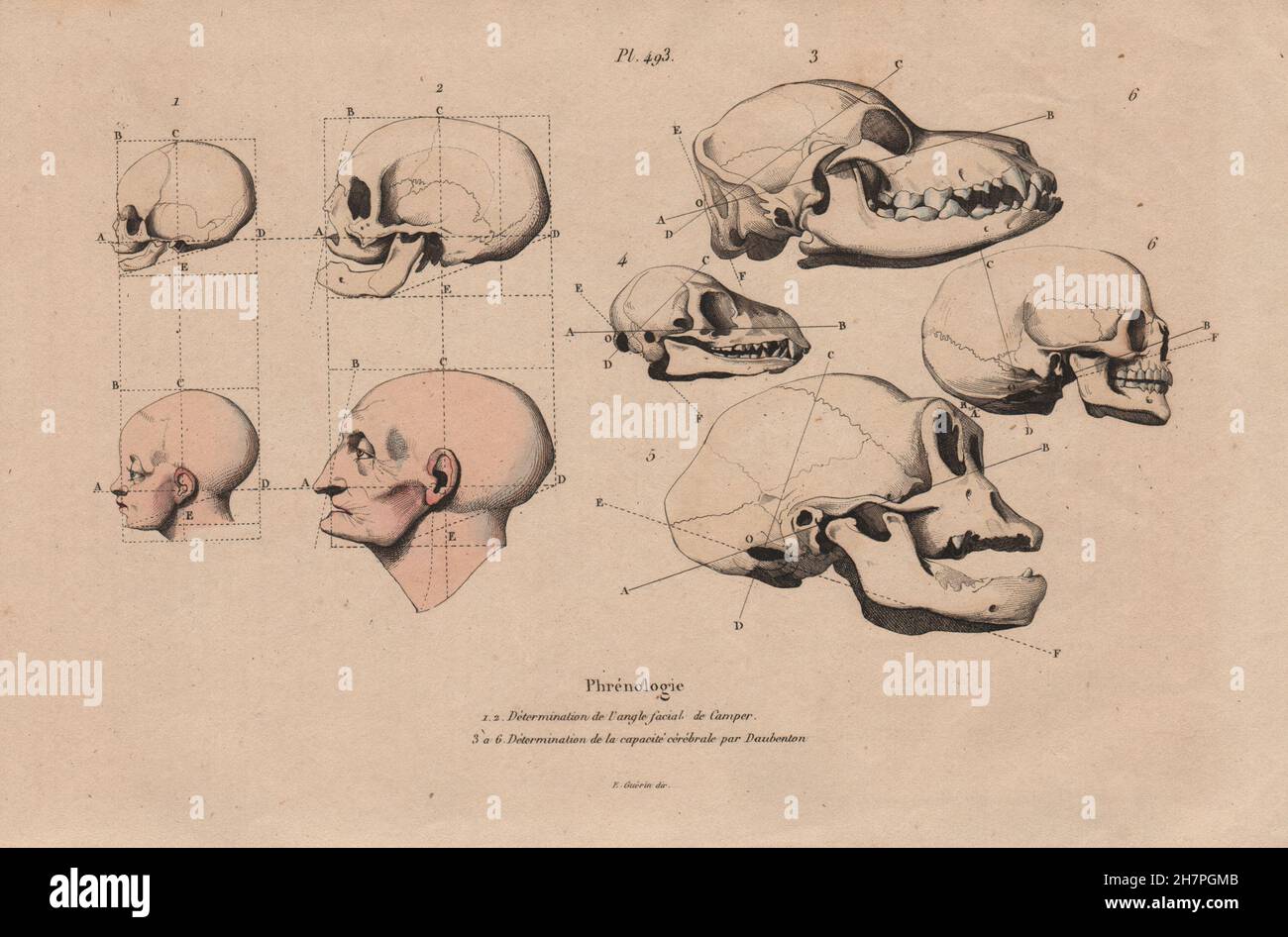 Il PHRENOLOGY: Petrus Camper di angoli del viso. Daubenton capacità cerebrale, 1833 Foto Stock